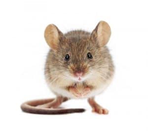 Rodent Control in TX