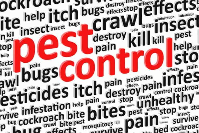 Common Pest Control Words and Phrases the Pro's Use