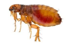 Fleas 