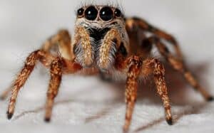 Spiders